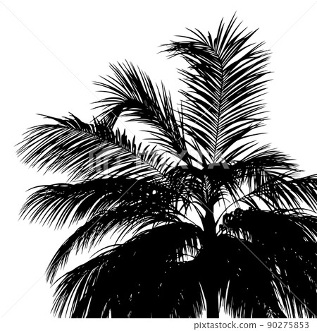 Palm tops silhouettes 90275853
