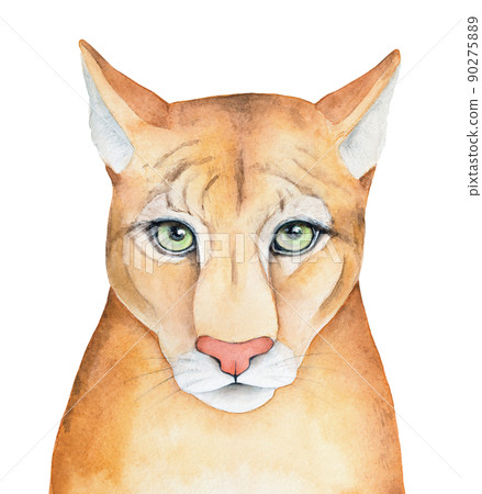 Watercolour illustration of wild Cougar, Mountain Lion or Panther. Symbol of protection, agility, strength, wisdom and wealth. Hand painted graphic drawing. Sandy color with red nose and green eyes. 90275889
