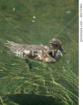 游泳鴛鴦雛（孵化後17天） 90275963