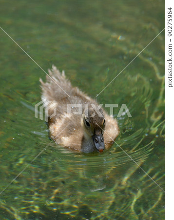 游泳鴛鴦雛（孵化後17天） 90275964