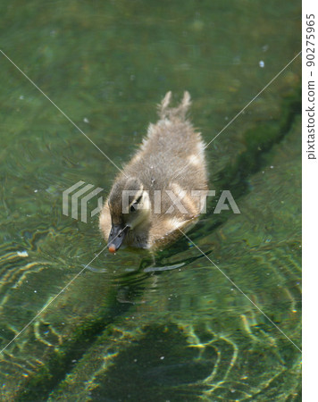 Swimming mandarin duck chick (17 days after hatching) Swimming mandarin duck chick (17 days after hatching) 90275965