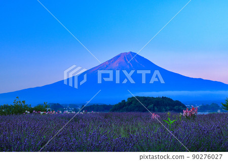 夏季的薰衣草盛開的河口湖大石公園和富士山 山梨縣富士河口湖町 90276027