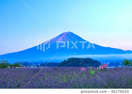 夏季的薰衣草盛開的河口湖大石公園和富士山 山梨縣富士河口湖町 夏季的薰衣草盛開的河口湖大石公園和富士山 山梨縣富士河口湖町 90276028
