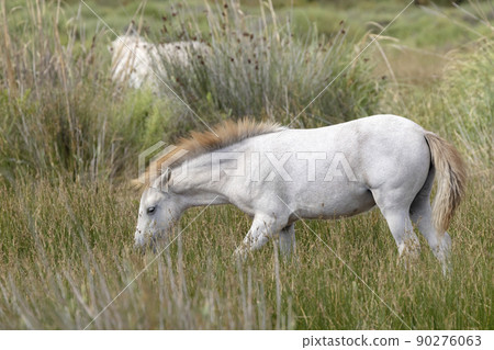 White wild horses, Parc Naturel regional de Camargue, Provence, France 90276063
