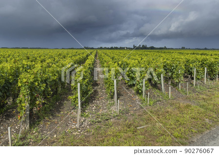 Typical vineyards near Saint-Julien-Beychevelle, Bordeaux, Aquitaine, France Typical vineyards near Saint-Julien-Beychevelle, Bordeaux, Aquitaine, France 90276067