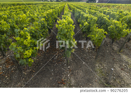 Typical vineyards near Saint-Julien-Beychevelle, Bordeaux, Aquitaine, France Typical vineyards near Saint-Julien-Beychevelle, Bordeaux, Aquitaine, France 90276205