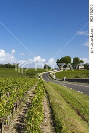 Typical vineyards near Chateau Pichon Longueville Comtesse de Lalande, Bordeaux, Aquitaine, France Typical vineyards near Chateau Pichon Longueville Comtesse de Lalande, Bordeaux, Aquitaine, France 90276206