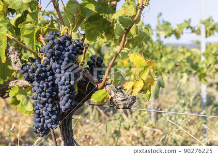 Typical vineyard with blue grapes near Chateauneuf-du-Pape, Cotes du Rhone, France Typical vineyard with blue grapes near Chateauneuf-du-Pape, Cotes du Rhone, France 90276225