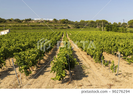 Typical vineyard near Vacqueyras, Cotes du Rhone, France 90276294