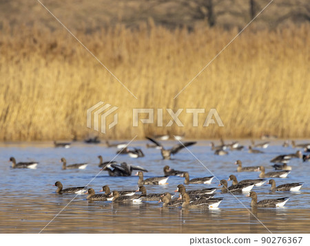 Great Goose, (Anser anser), Southern Bohemia, Czech Republic Great Goose, (Anser anser), Southern Bohemia, Czech Republic 90276367