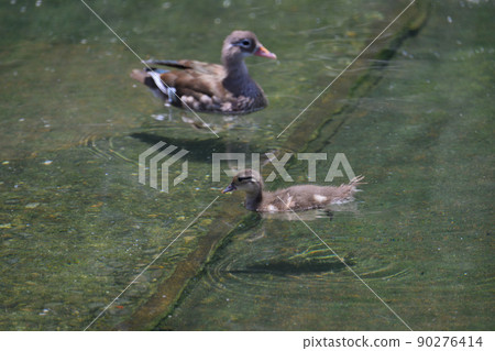 Parent and child of a swimming mandarin duck (17 days after hatching) 90276414