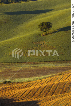 Typical Tuscan morning autumn landscape, Val D'Orcia, Tuscany, Italy Typical Tuscan morning autumn landscape, Val D'Orcia, Tuscany, Italy 90276424
