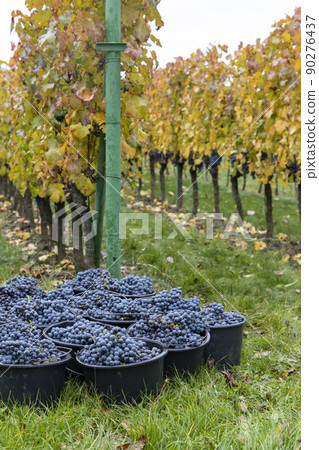 harvested terrible varieties Cabernet Moravia in autumn vineyard, Southern Moravia, Czech Republic harvested terrible varieties Cabernet Moravia in autumn vineyard, Southern Moravia, Czech Republic 90276437