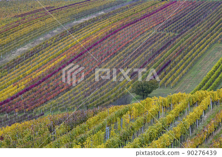 Autumn vineyard near Cejkovice, Southern Moravia, Czech Republic Autumn vineyard near Cejkovice, Southern Moravia, Czech Republic 90276439