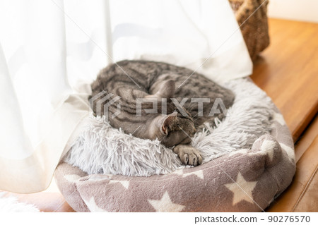 Sleeping cat Sabatra cat Sleeping cat Sabatra cat 90276570