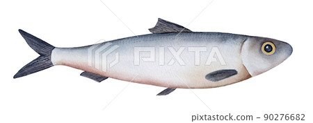 Little sea fish watercolour illustration (atlantic herring, sardine, sprat). Silver  scales, yellow eye, grey fins and tail. Handdrawn water color sketchy drawing, cutout clipart element for design. 90276682