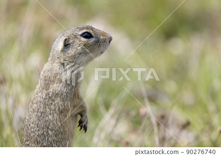 Ground squirrel colony, national natural monuments Radouc, Mlada Boleslav, Czech Republic 90276740