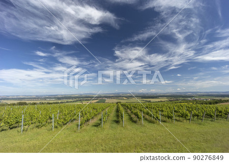 Vineyards near Polesovice, Southern Moravia, Czech Republic 90276849