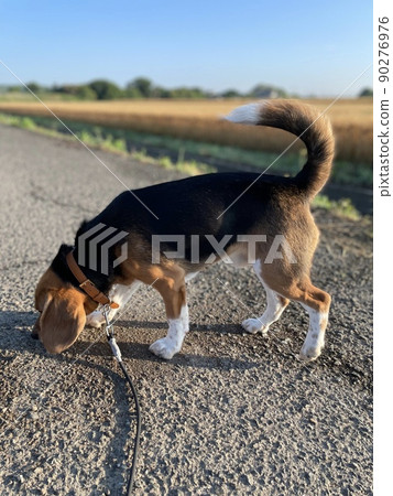 Today's dog Today's dog 90276976