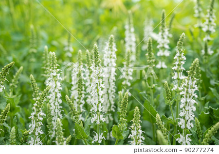 Salvia Nemo Rosa 90277274