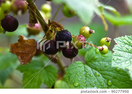 Close-up of unripe and ripe blackcurrants on a branch in a garden plot Close-up of unripe and ripe blackcurrants on a branch in a garden plot 90277998