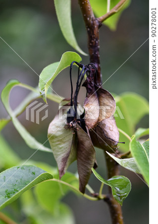A diseased fruit tree, a dying pear tree from a fire blight on a garden plot A diseased fruit tree, a dying pear tree from a fire blight on a garden plot 90278001