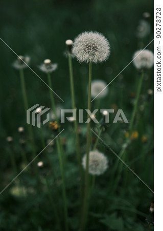 Closed Bud of a dandelion. Dandelion white flowers in green grass. High quality photo Closed Bud of a dandelion. Dandelion white flowers in green grass. High quality photo 90278728