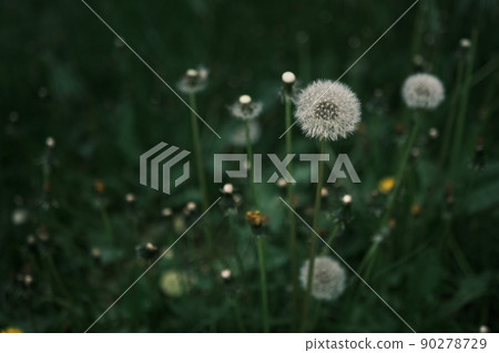Closed Bud of a dandelion. Dandelion white flowers in green grass. High quality photo Closed Bud of a dandelion. Dandelion white flowers in green grass. High quality photo 90278729