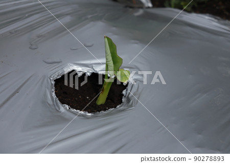Germination of taro Germination of taro 90278893