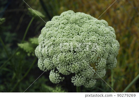 White carrot flower White carrot flower 90279269