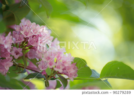 Weigela hortensis surrounded by greenery in early summer Weigela hortensis surrounded by greenery in early summer 90279289