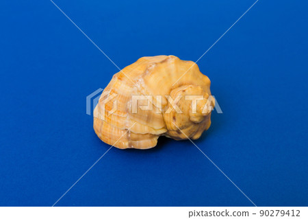 Beach seashells on colored background. Mock up with copy space 90279412