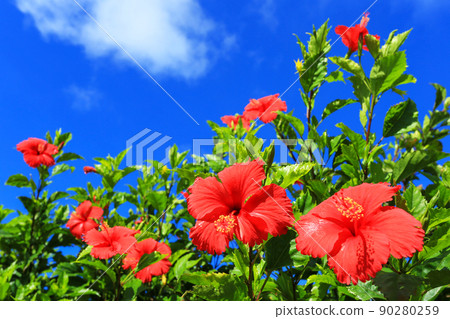 Okinawa's blue sky and red hibiscus Okinawa's blue sky and red hibiscus 90280259
