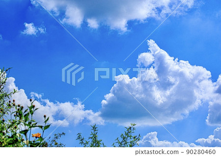藍天、白雲和植物 藍天、白雲和植物 90280460