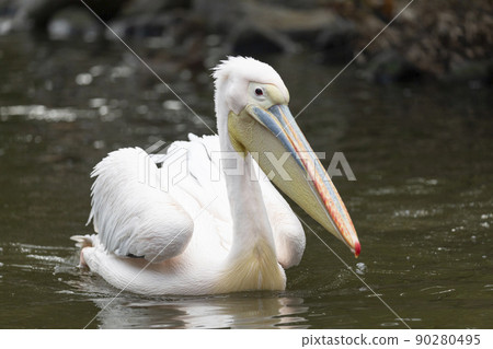 Momoiro Pelicans 90280495