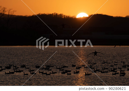 一群白額雁進入落日 90280621