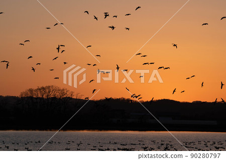 A flock of white-fronted geese entering the middle of the sunset A flock of white-fronted geese entering the middle of the sunset 90280797