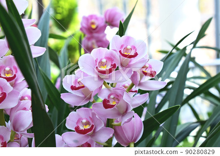 Stunning cymbidium western orchid image material 90280829