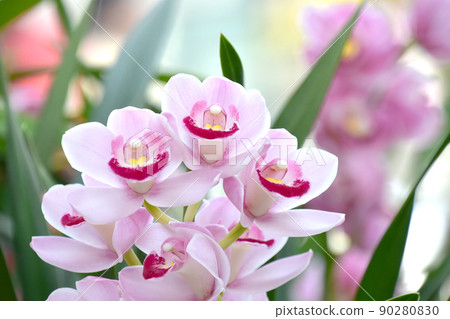Stunning cymbidium western orchid image material 90280830