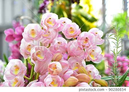 Stunning cymbidium western orchid image material Stunning cymbidium western orchid image material 90280834
