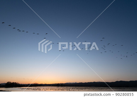 A flock of white-fronted geese that continue to swell after sunset A flock of white-fronted geese that continue to swell after sunset 90280855