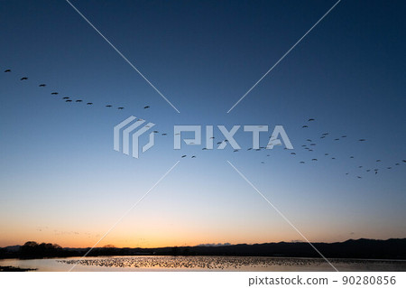 A flock of white-fronted geese that continue to swell after sunset A flock of white-fronted geese that continue to swell after sunset 90280856