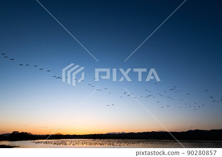 A flock of white-fronted geese that continue to swell after sunset 90280857