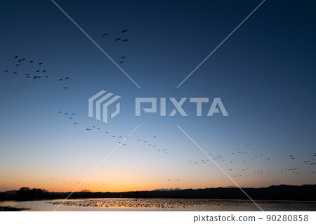 A flock of white-fronted geese that continue to swell after sunset 90280858