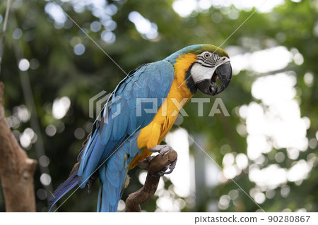 Ruri Macawo 90280867