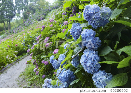 Hattori Farm Hydrangea Chiba Prefecture 90280902