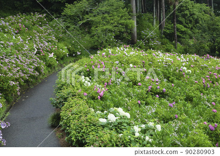 Hattori Farm Hydrangea Chiba Prefecture Hattori Farm Hydrangea Chiba Prefecture 90280903