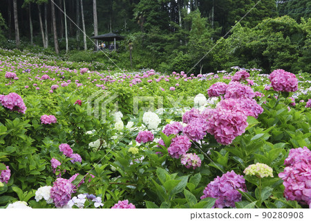 Hattori Farm Hydrangea Chiba Prefecture Hattori Farm Hydrangea Chiba Prefecture 90280908