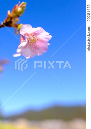 春天木花路 春天木花路 90281463