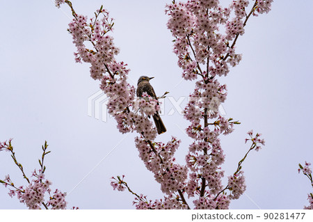 有櫻花 有櫻花 90281477
